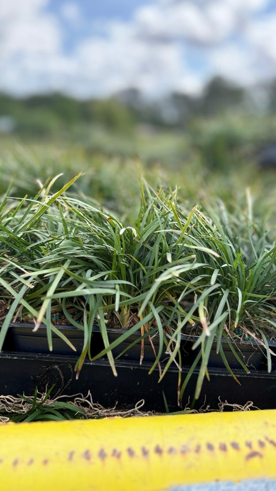 Miscanthus (Maiden Grass)
