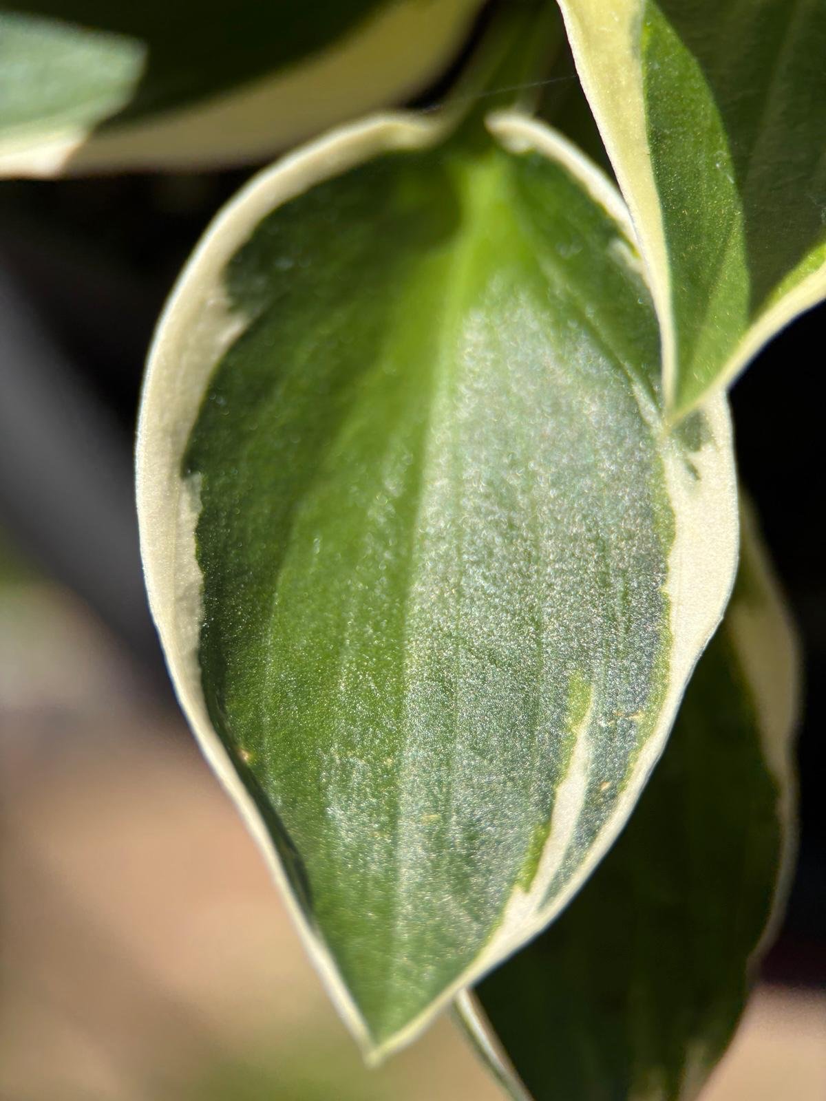 Alba Marginata Hosta