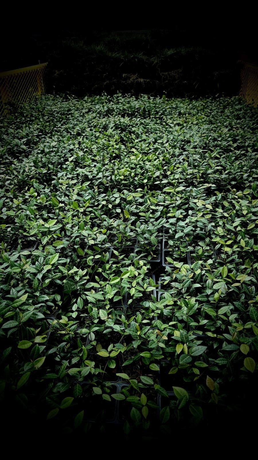 Asian Jasmine