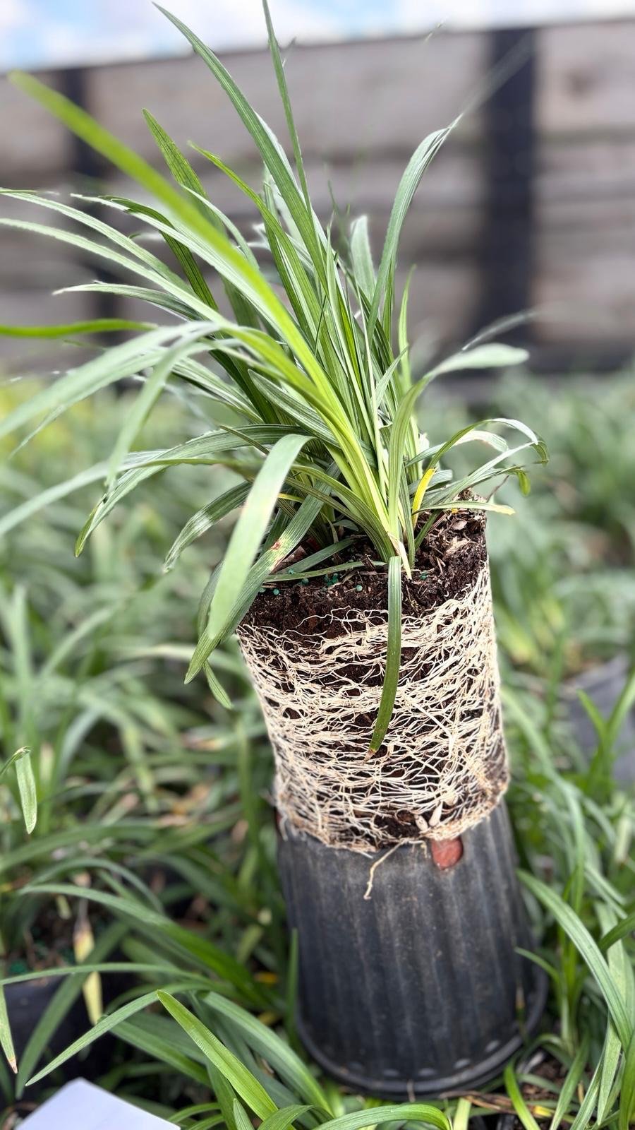 Liriope (Big Blue, Variegata, Super Blue)