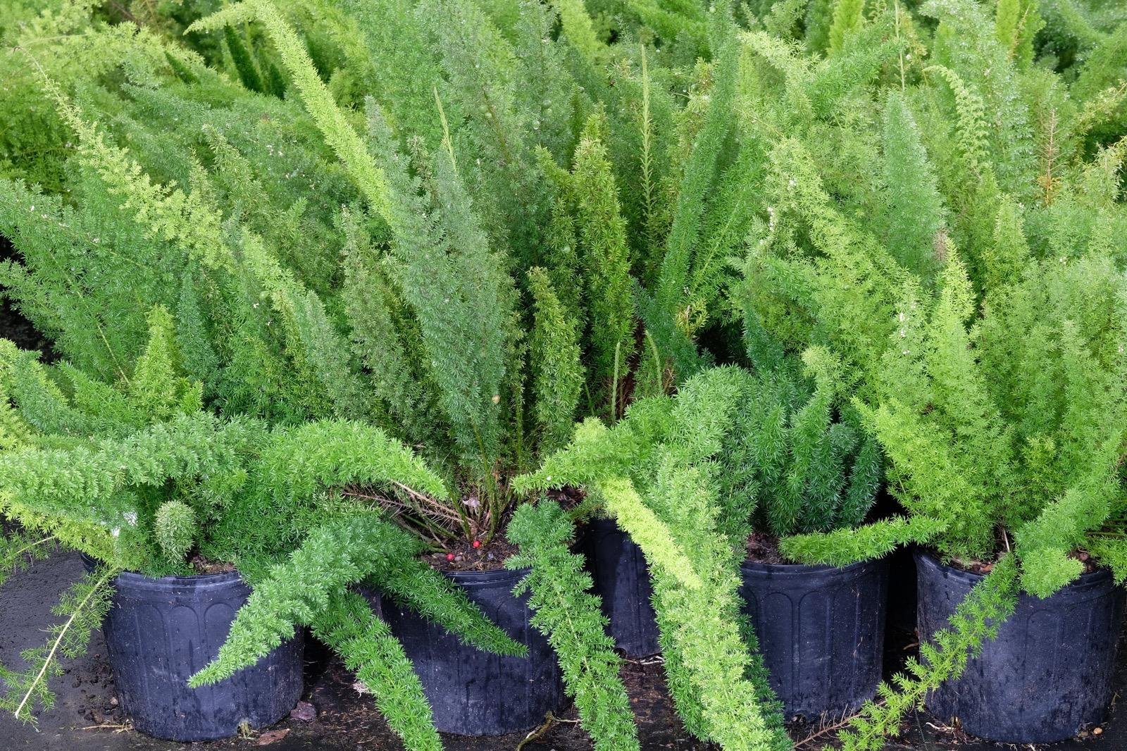 Foxtail Fern