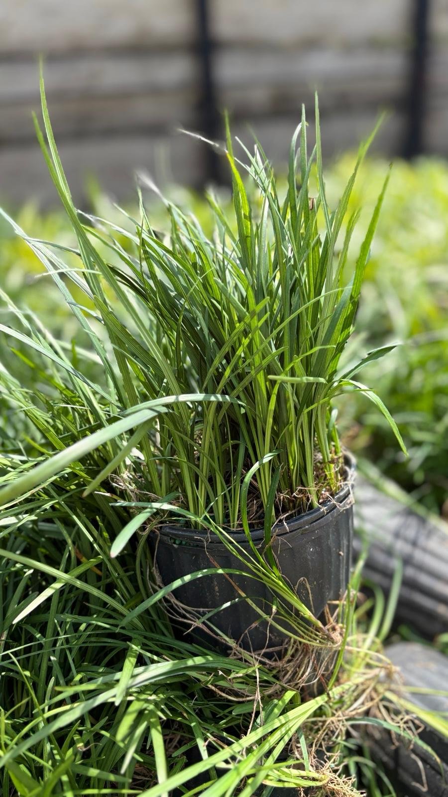 Mondo Grass (Regular, Dwarf)