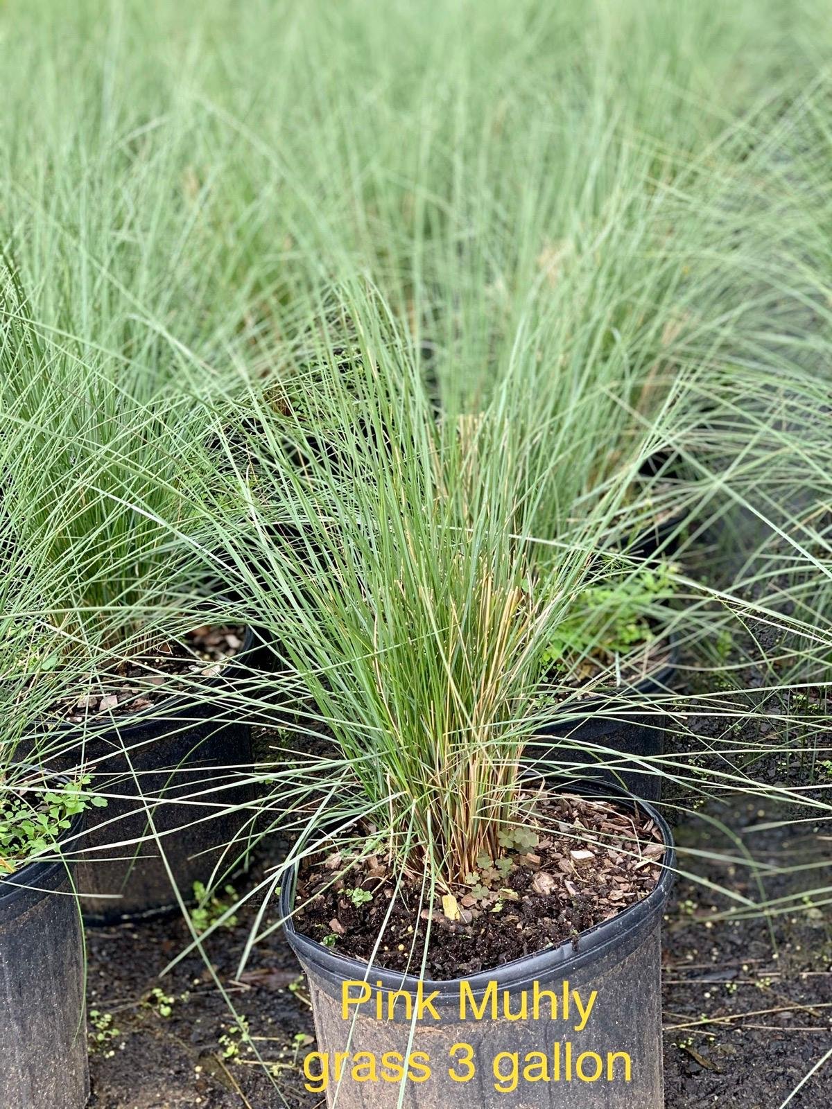 Muhly Grass (Pink, White)