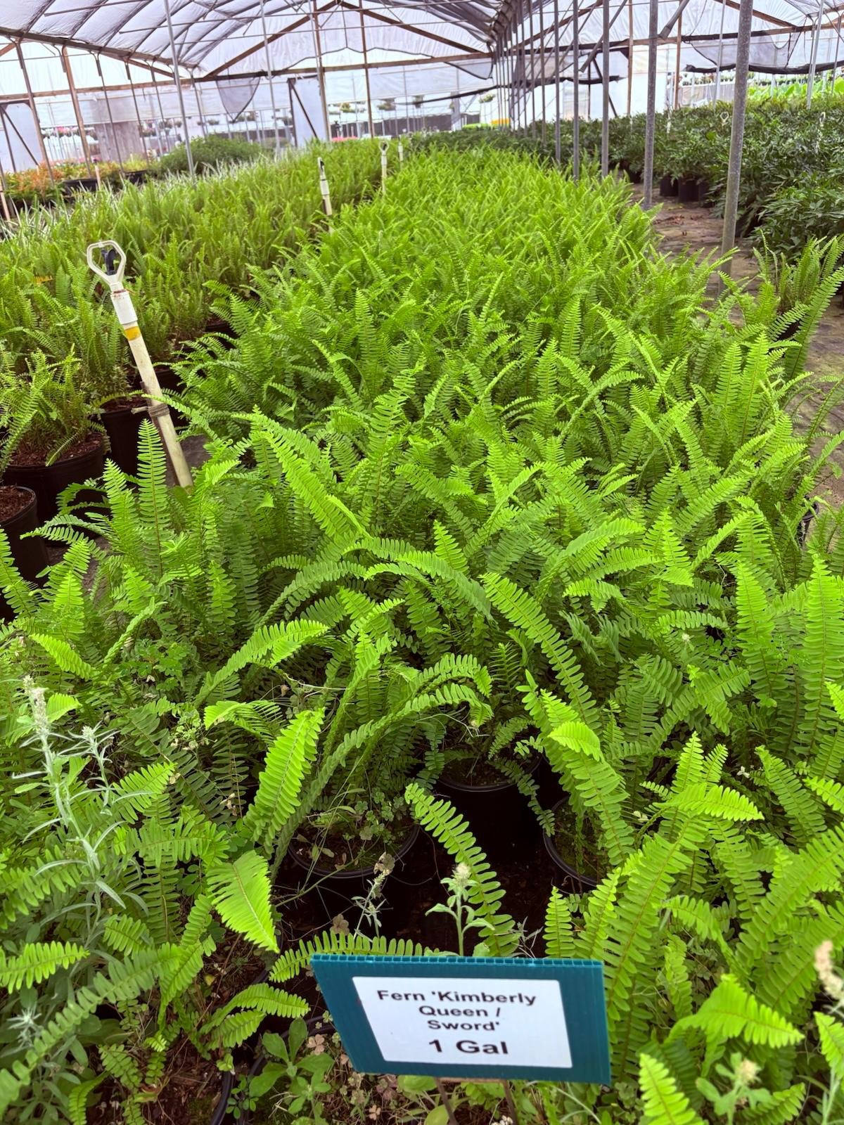 Sword Fern