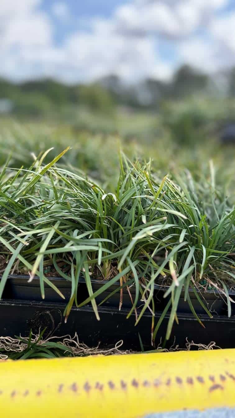 Liriope, Spicata. Groundcover