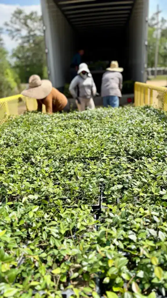 Workers Loading 18 Wheeler with Asian Jasmine