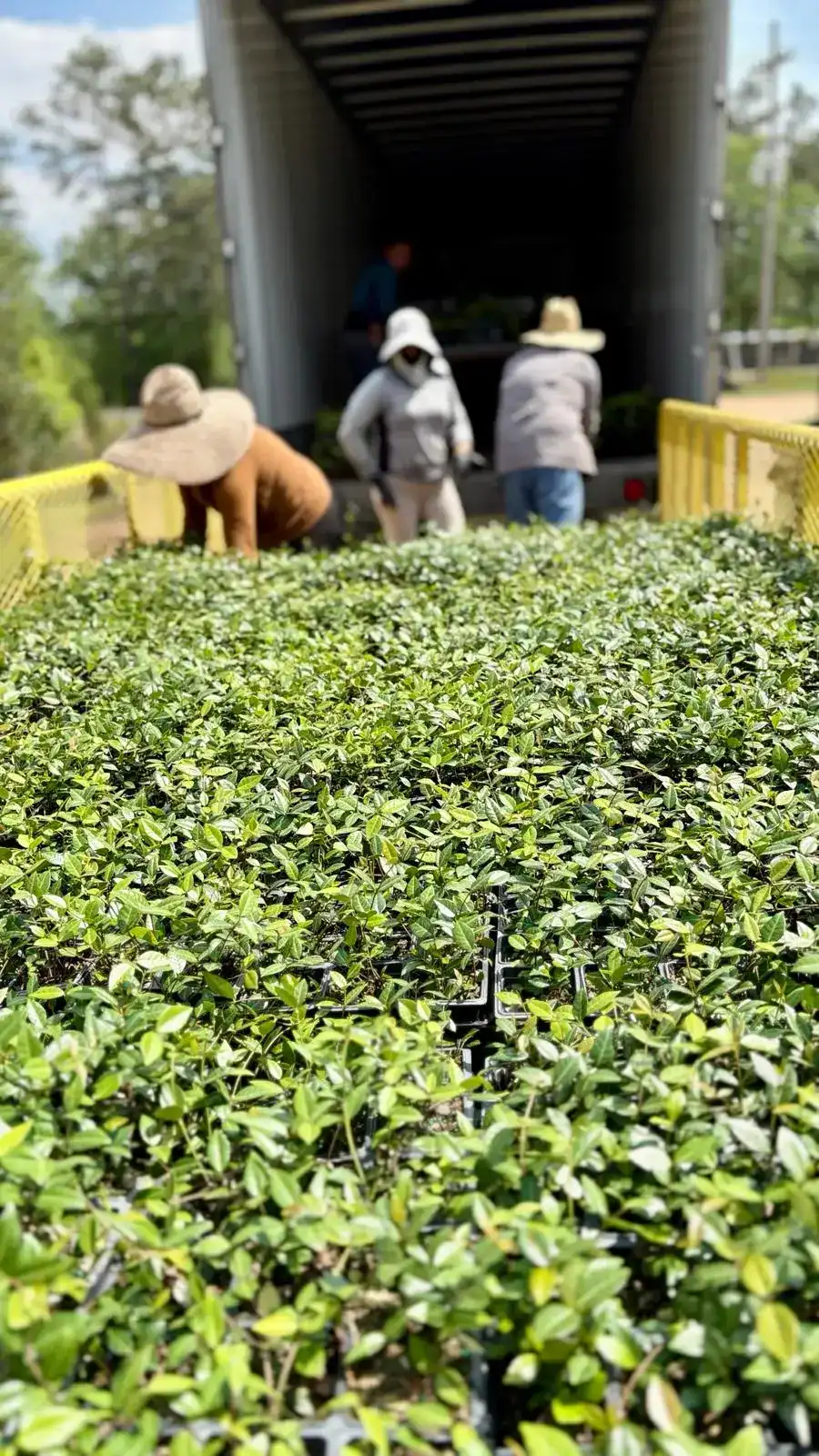 Workers Loading 18 Wheeler with Asian Jasmine